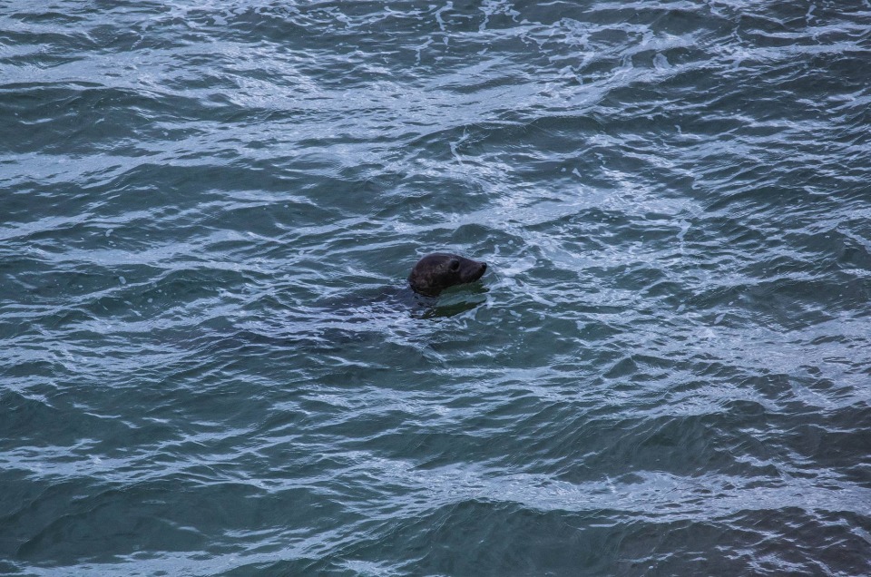 Phoque dans la mer sur les côtes de l'ile de Vaerøy